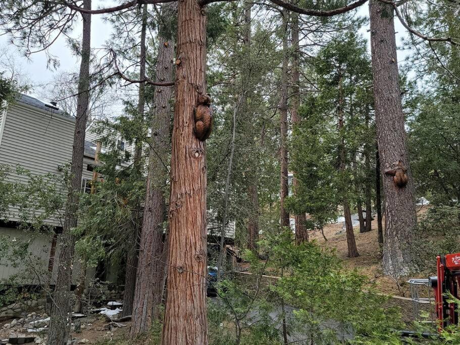 Casa De Los Arboles! Delight & Solitude Abound! Pine Cove Esterno foto